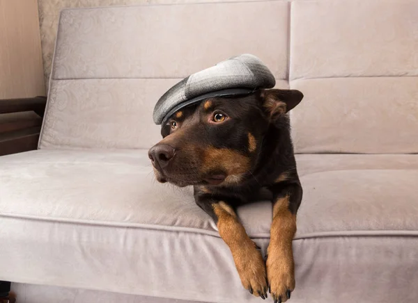Cão Kelpie Australiano Posando Sofá Com Fones Ouvido Boné — Fotografia de Stock