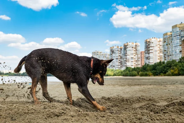 Australische Kelpie Hond Spelen Het Zand Naast Rivier — Stockfoto