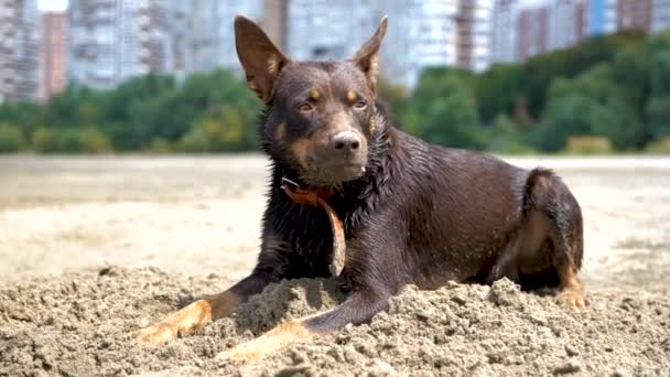 Australische Kelpie Speelt Het Zand Naast Rivier — Stockvideo