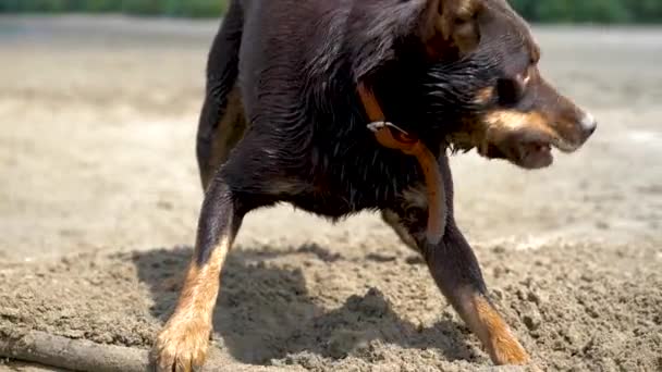 Australian Kelpie Playing Sand Next River — Stock Video