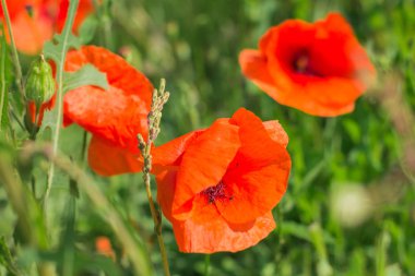 Çiçek haşhaş alanla. Yeşil çim bir arka plan karşı kırmızı çiçek haşhaş kapatmak.