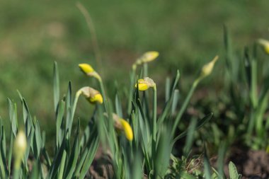 Bahar çiçekleri çiçeklenmeye başlar