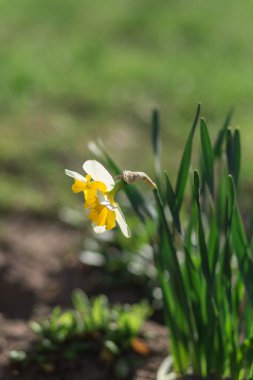 Sarı çiçek nergis bahçede çiçek açmış.