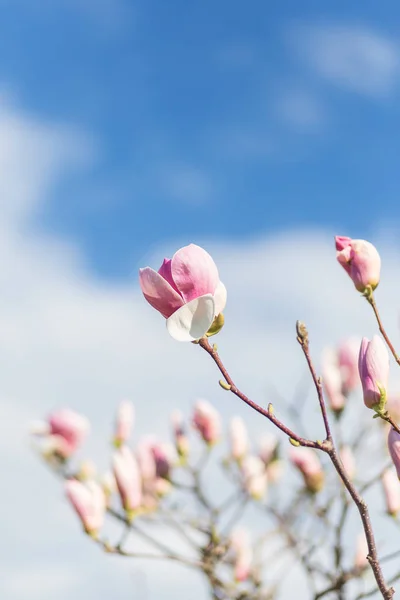 Magnolia virágzó rózsaszín virág Stock Kép