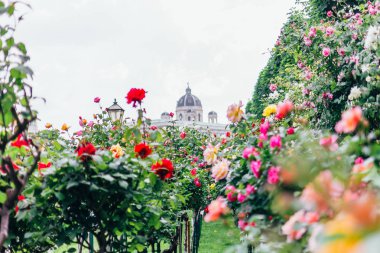Parkta açan parlak güller