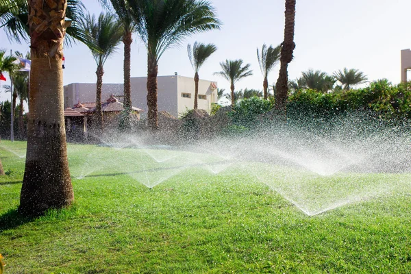 Spraying water on the lawn in very hot weather