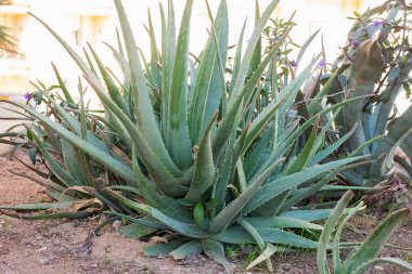 Sulu Aloe bir Bush