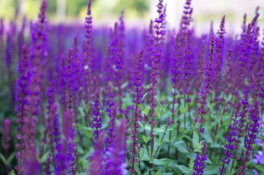 Parlak lavanta çiçeği yakın çekim