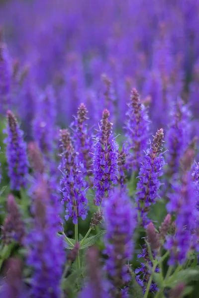 Campos de lavanda floridos — Fotografia de Stock