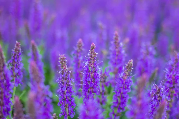 Lavender close up