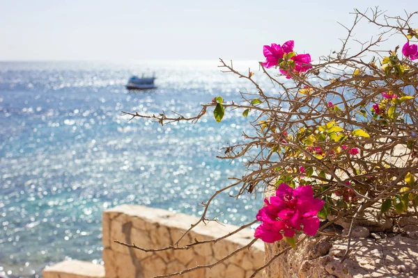 Virágok közelről, és a tenger elmosódott Stock Kép