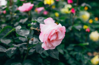 Arı bir gül çalısına kadar uçar.