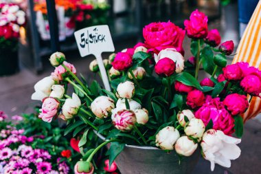 Avrupa'da çiçek pazarında şakayık satışı