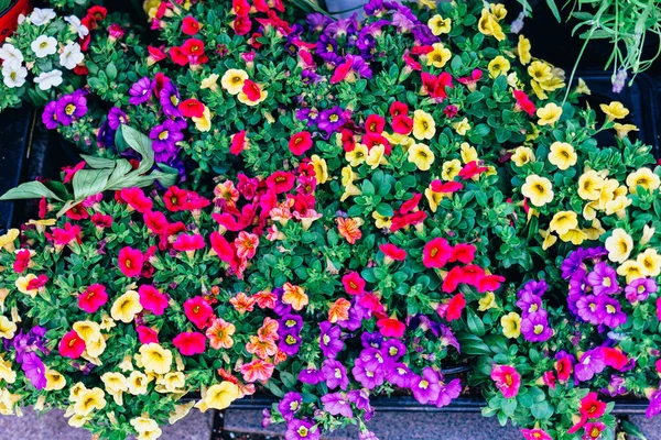Palánta a gyönyörű fényes virág bokrok Stock Kép