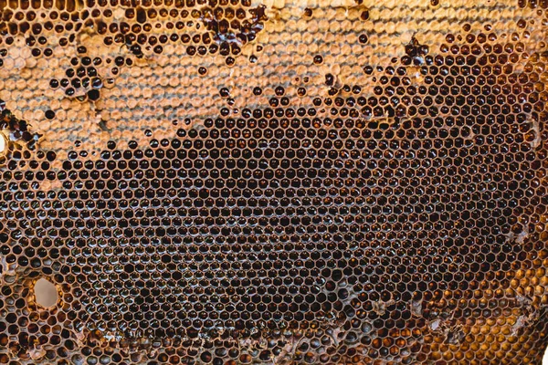 Background hexagon texture, wax honeycomb from a bee hive filled with golden honey. Honeycomb, yellow sweet honeys from beehive. Honey nectar of bees honeycombs. close up