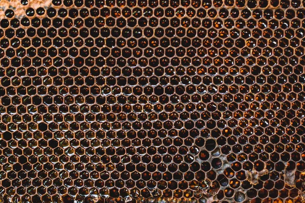 Background hexagon texture, wax honeycomb from a bee hive filled with golden honey. Honeycomb, yellow sweet honeys from beehive. Honey nectar of bees honeycombs. close up