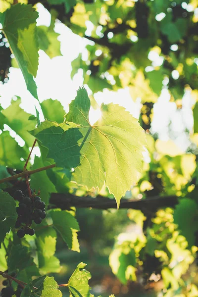 Um monte de uvas brancas. vinhas. vinho . — Fotografia de Stock