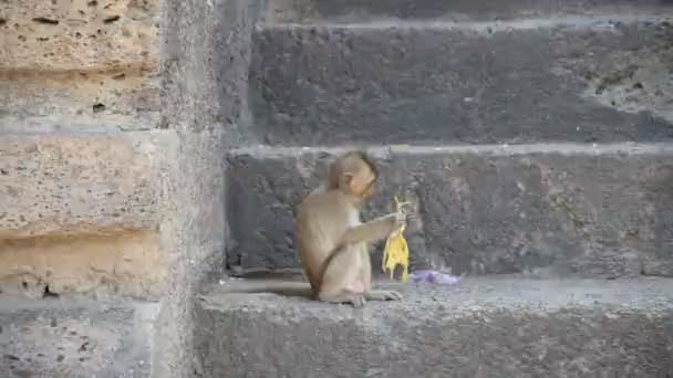 一只小猴子正在吃水果 然后另一只猴子跑去挖果子 — 图库视频影像