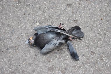Bir araba çarptı sonra ölü bir güvercin sokakta yatıyor.