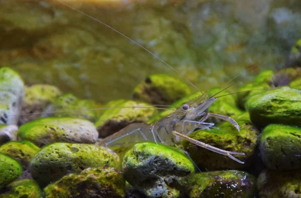 Bir karides liken taşlar fish tank ortasında.