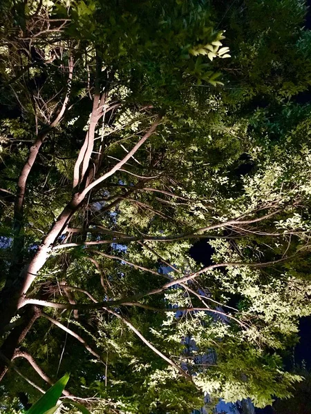 Ağaç oldu hafifletmek gece yerde spot tarafından.