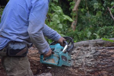 Bir marangoz mavi gömlekli chainsaw tarafından büyük ağaç kesme.