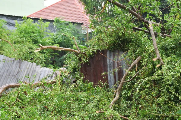 Tropik fırtına ağaçları ağır hasar gittikten sonra çit.