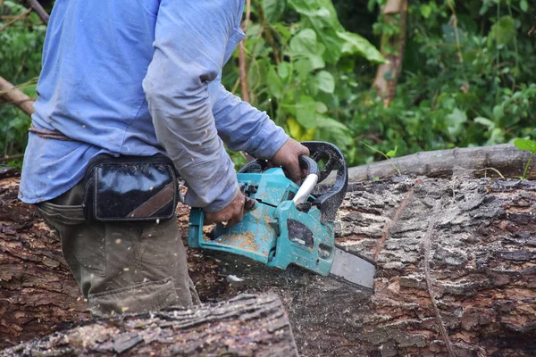 Bir marangoz mavi gömlekli chainsaw tarafından büyük ağaç kesme.