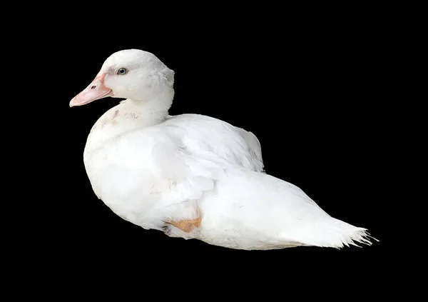 Beyaz ördek siyah arka plan üzerine oturuyor.