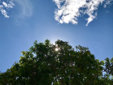 Bazı mavi gökyüzü olabilir. Bir üst ağaç siluet gizlemek güneş ışığı olduğunu.
