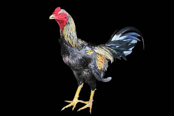 A fighting rooster is isolated on black background with clipping path.