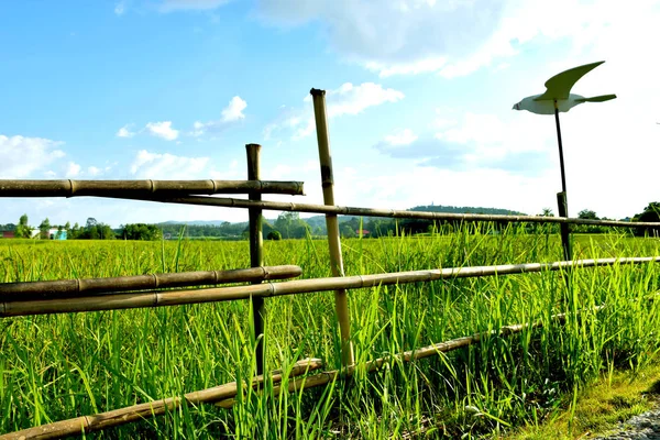 木栅栏用稻草人分隔的稻田是绿色的 背景是蓝天 图库图片