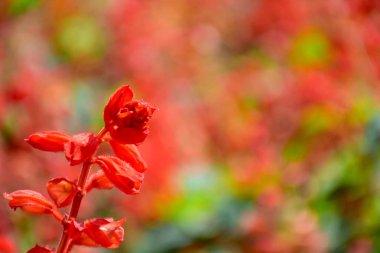 Bokeh kırmızı çiçek bahçesi arka plan kırmızı çiçek. Kopyalama alanı doku kartı veya içerik reklam için.