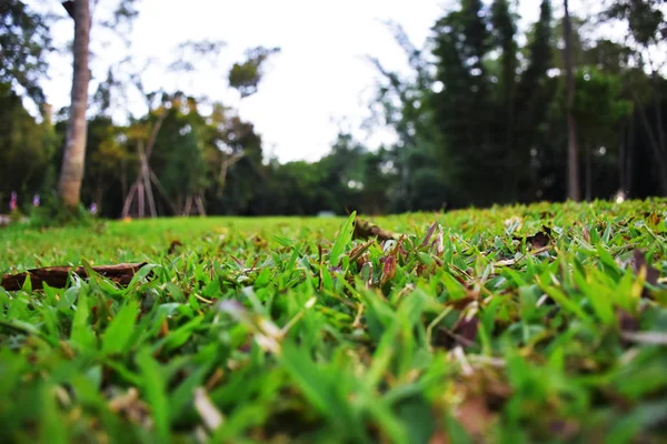 Ant View Focus Grass Some Dry Leaves Blurred Forest Copy — Stock Photo, Image