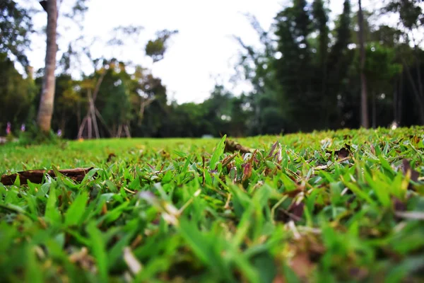 Μυρμήγκι Άποψη Εστίαση Χλόης Μερικά Ξερά Φύλλα Θολή Δάσος Υπάρχει Εικόνα Αρχείου