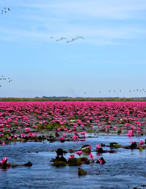 Kırmızı lotus Gölü bir büyük doğal tatlı su Udon Thani, Tayland pembemsi kırmızı nilüferler ve göldür. Çok uzaklara, birçok turistik tekne vardır. Gökyüzünde kuşlar vardır. Bu resmi posteri, reklam, açıklama, uyarı, announ için dikdörtgen vardır