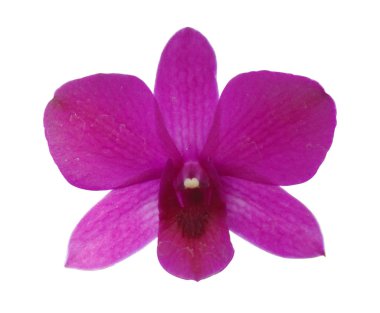 Kırpma yolu ile beyaz arka plan bir menekşe çiçeği orkide izole. Güzel çiçek. 