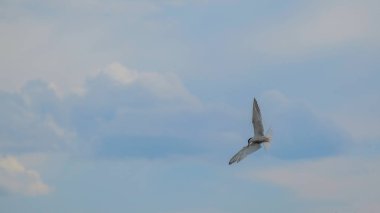 Mavi gökyüzünde bir martı av için arıyor