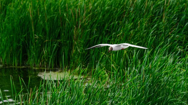 La gaviota está volando sobre el lago en busca de comida — Foto de Stock