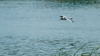 Mavi gökyüzünde bir martı av için arıyor