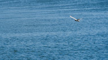 Mavi gökyüzünde bir martı av için arıyor