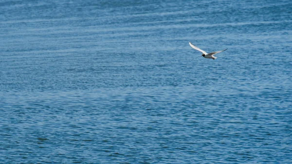 Una gaviota en el cielo azul está buscando a la presa — Foto de Stock