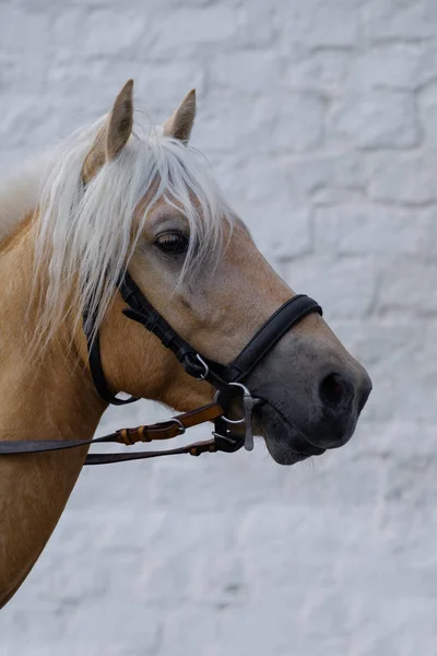 Портрет удивительной коричневой лошади с уздечкой на светлом фоне — стоковое фото