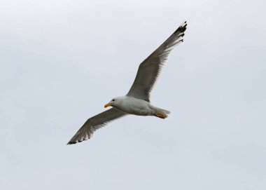 Kanatlarını Yayilim martı mavi gökyüzünde uçar