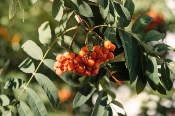 Fruits of mountain ash in the forest. Close-up view