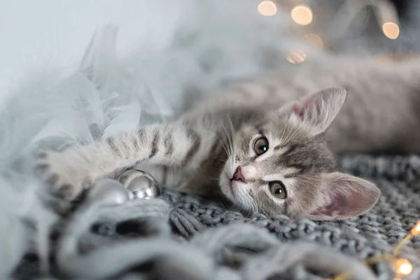 Gatinho cinza bonito jaz na cama e olhando para a câmera, o fundo do bokeh de luzes de Natal — Fotografia de Stock