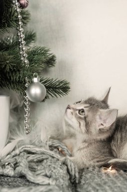 Bir halının üzerinde oturan ve Noel oyuncaklar seyir gri kedi yavrusu Noel kavramı