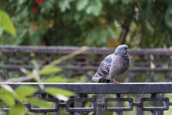 A beautiful pigeon sits. Pigeon in the park. — Stock Photo, Image