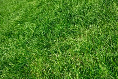 Güzel ve dokulu yeşil ve temiz bitki yaprakları