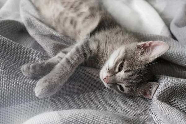 Roztomilá šedá kočička spí na posteli — Stock fotografie
